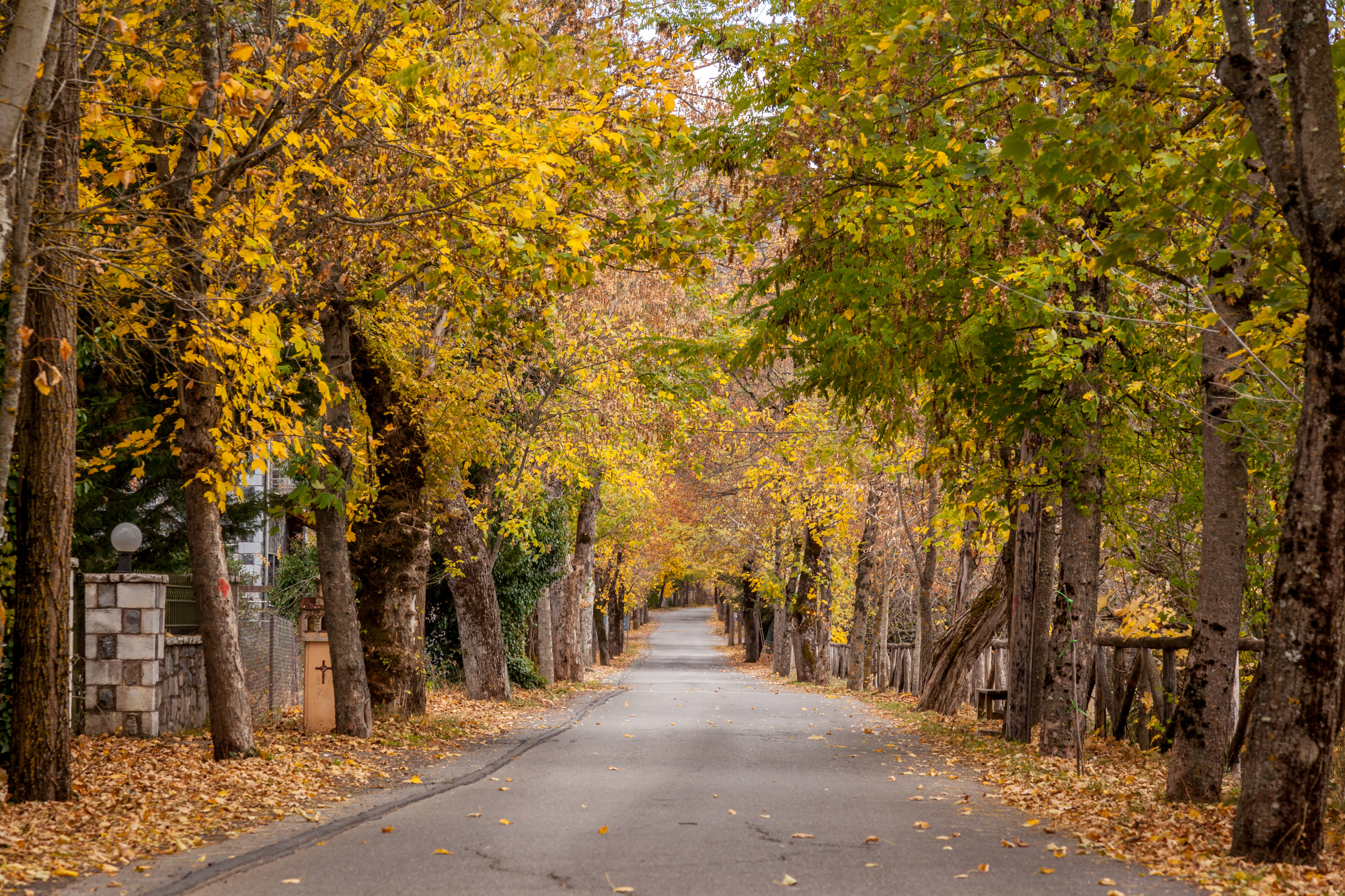 Road,In,The,Forest.,The,Location,Is,Vytina,,A,Mountainous